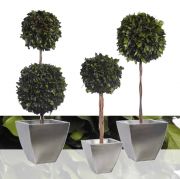 Topiary HEDERA arbol