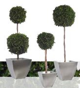 Topiary PITOSPORUM arbol