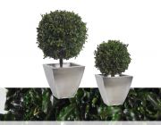 Topiary PITOSPORUM base