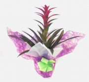 guzmania oferta.1.