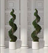 CONIFERS
