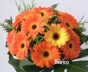 BOUQUET gerbera