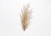 CORTADERIA