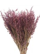 AVENA MORADA