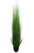 PLANTA GRASS