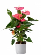 anthurium