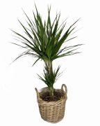 DRACENA