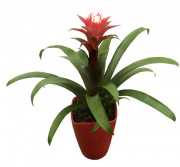 guzmania en base