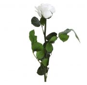 rosa preservada blanca
