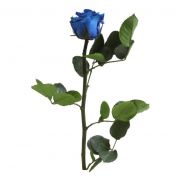 rosa preservada azul