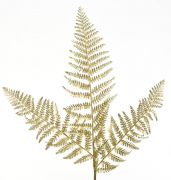 HOJA HELECHO H100CM